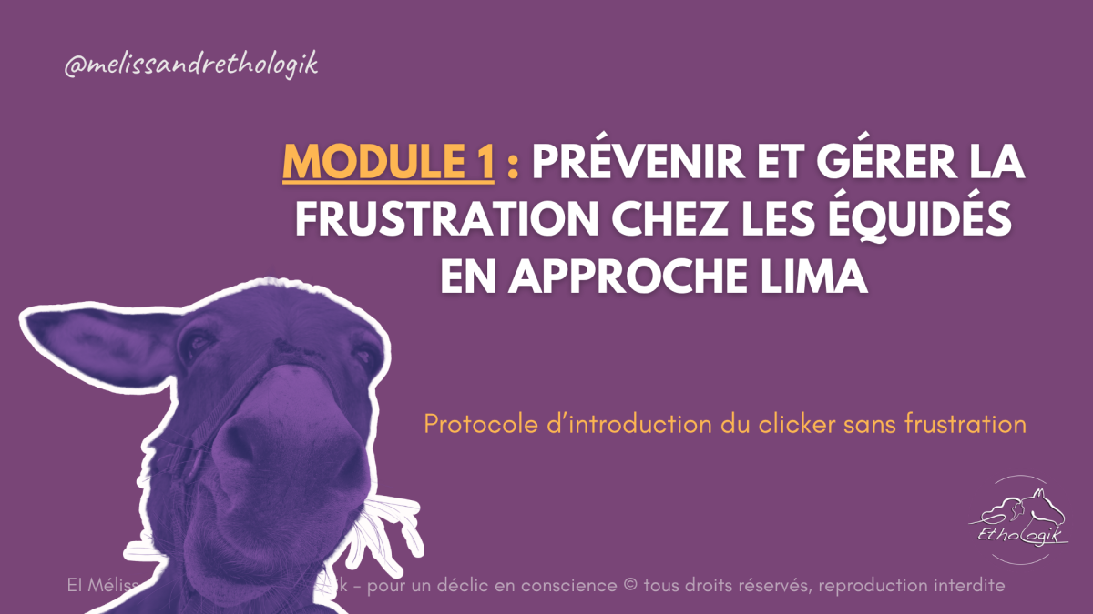 Mélissandre d'Ethologik, ta comportementaliste équin en approche LIMA, enseignante d'équitation positive, gérante et formatrice chez Les Sabots'Logik