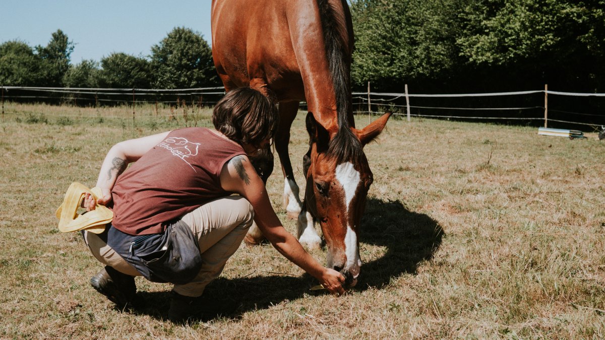 Frustration chez le cheval : la comprendre pour mieux la prévenir en renforcement positif 